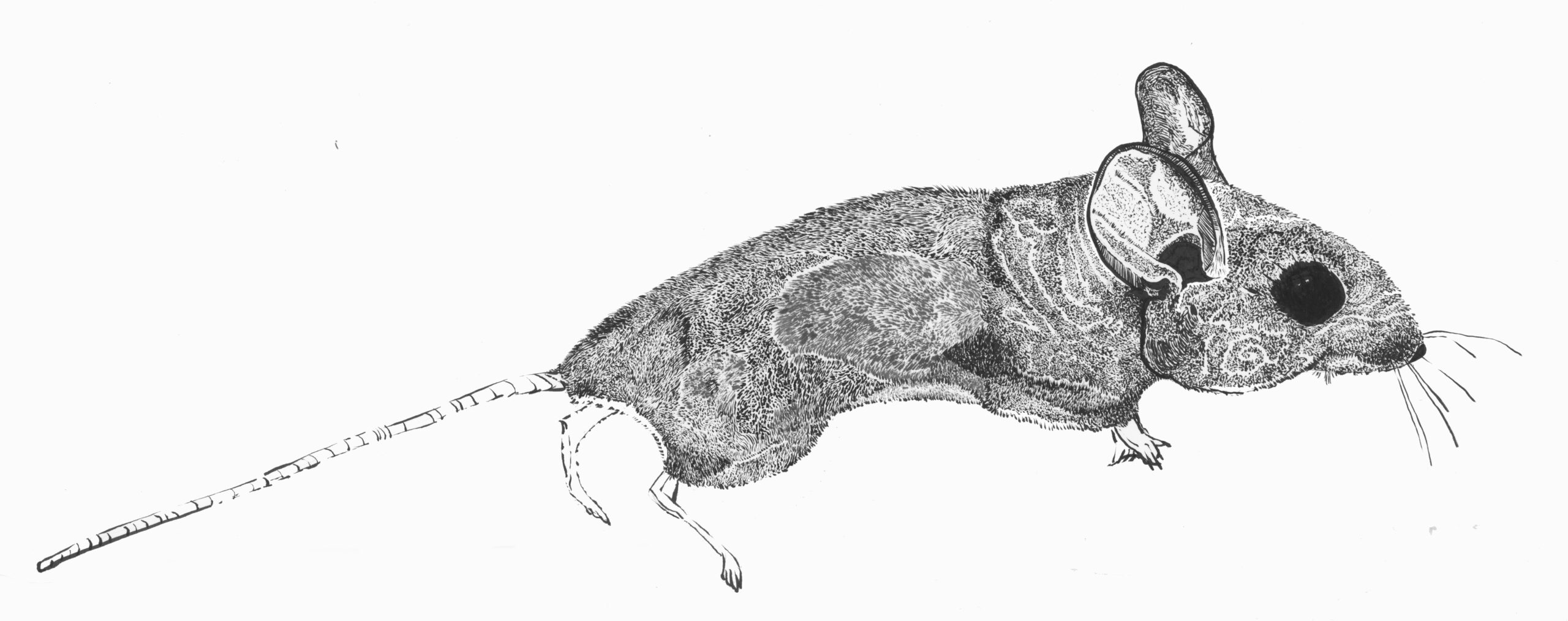 Black ink rendering of a mouse with fine stippling details.