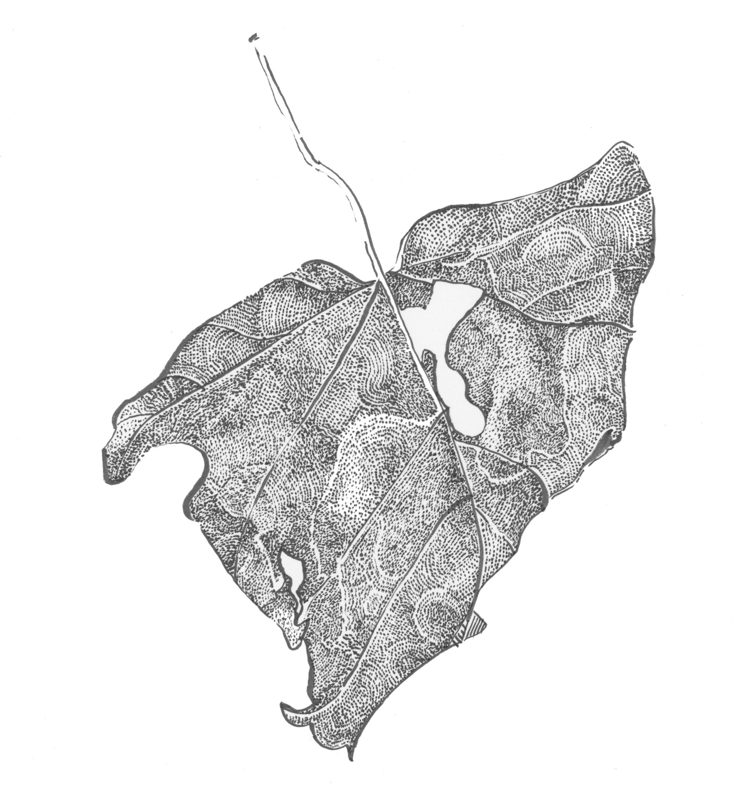 Monochrome ink drawing of dried maple leaf, with details stippling.