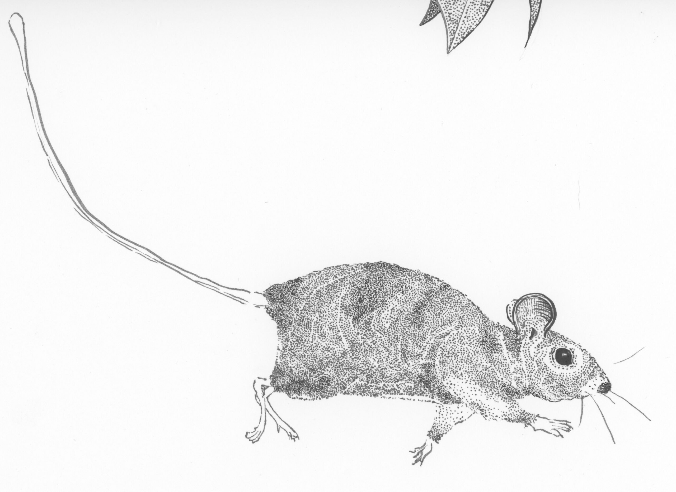 Monochrome ink drawing of a running mouse, with detailed stippling.